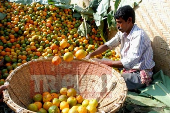 Tripura lost its glorious orange production potentiality 